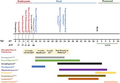 Microglial Dynamics During Human Brain Development